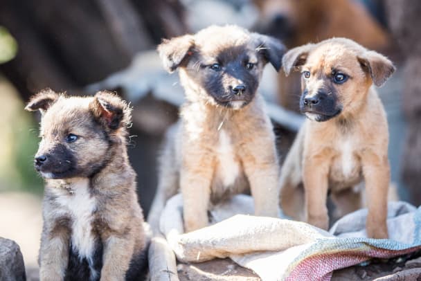 Catching free-roaming dogs